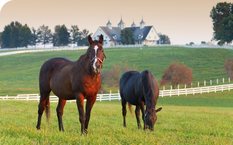 Equine Farm and Liability Insurance